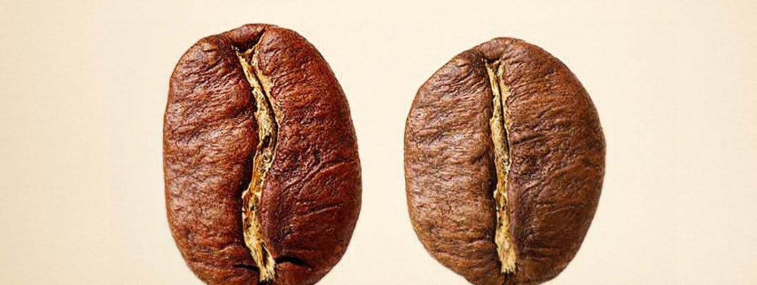 Arabica Ve Robusta
