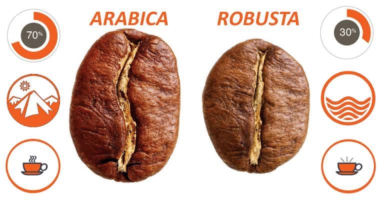 arabica ve robusta